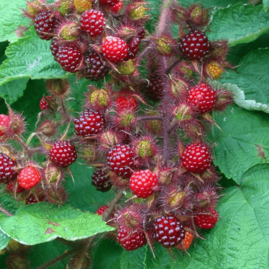 Des images de diff�rentes plantes